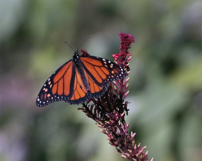 Monarch in Butterfly Garden on Purple Flower 3.jpg
