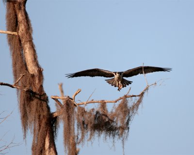 Osprey Flying to the Tree.jpg
