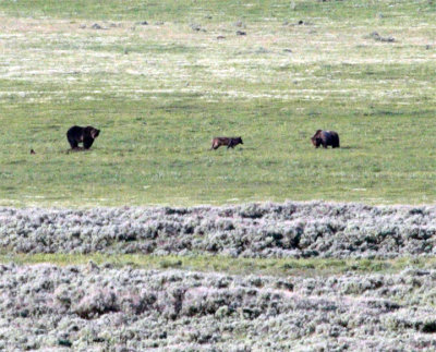 Lamar Two Grizzlies and a Wolf.jpg