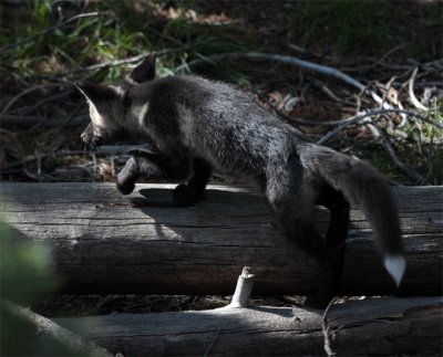 Colter Bay Black Fox Kit Climbing Over Log.jpg