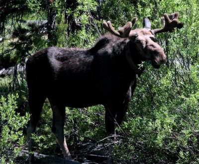 Bull Moose Munching 2.jpg