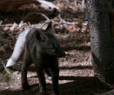 Colter Bay Black Fox Kit Next to Tree.jpg