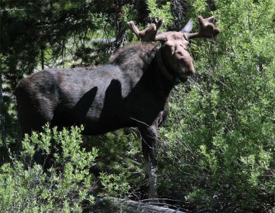 Bull Moose Munching 3.jpg