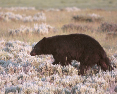 Black Bear in the Meadow Near Roosevelt Junction.jpg