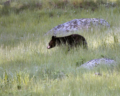 Black Bear on the Hill Between the Rocks Near Tower Junction.jpg