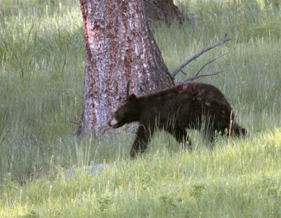 Black Bear on the Hill Near Tower Junction Closer.jpg