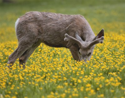 Deer in a Field of Flowers Munching Head Down.jpg