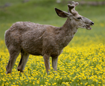 Deer in the Wildflowers.jpg