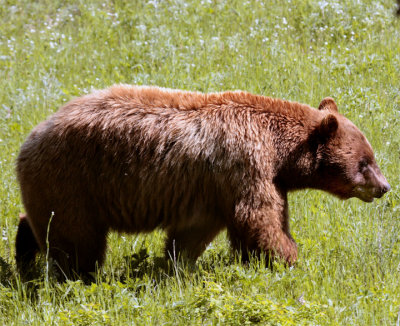 Cinnamon Black Bear in the Field 2.jpg