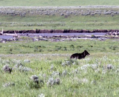 Lamar Valley Black Wolf By the River.jpg