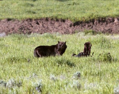 Lamar Valley Black Wolf on an Old Carcass Looking Back.jpg