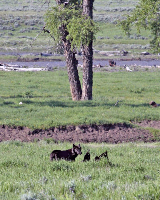 Lamar Valley Black Wolf On an Old Carcass Under the Tree.jpg