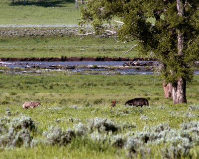 Lamar Valley Two Coyotes Facing Down a Black Wolf.jpg