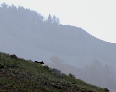 Lamar Valley Wolf on the Hillside at Sunrise.jpg