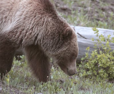 Mt Washburn Grizzly Sniffing Out Grubs.jpg