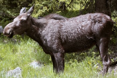 Female Moose Near Cody Full Body.jpg