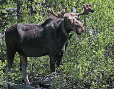 Bull Moose Near Jackson Lake Lodge 2.jpg