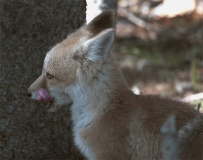 Colter Bay Fox Kit Licking His Lips 2.jpg