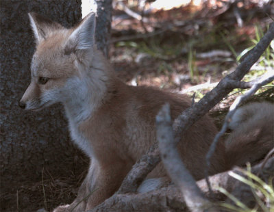 Colter Bay Fox Kit Sitting Pretty.jpg