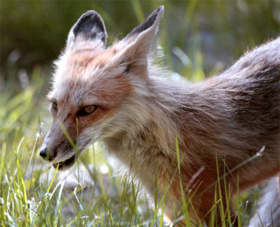 Colter Bay Mother Fox 2.jpg