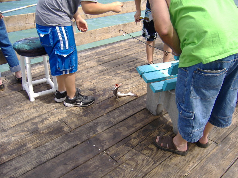 Hammerhead Shark - Cocoa Beach Pier