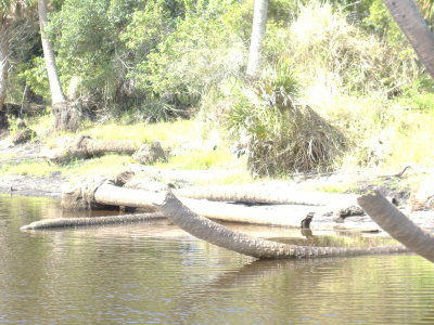 Air Boat Ride