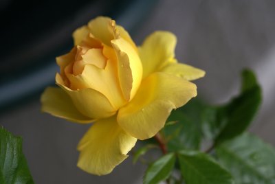 just a yellow rose that gave me a smile