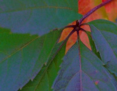 leaf illuison