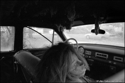 Junk car on the Loop Road in Everglades