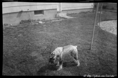 Image from 127 Kodak Verichrome Pan film found in Brownie Holiday camera