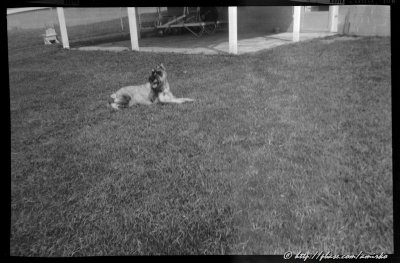 Image from 127 Kodak Verichrome Pan film found in Brownie Holiday camera