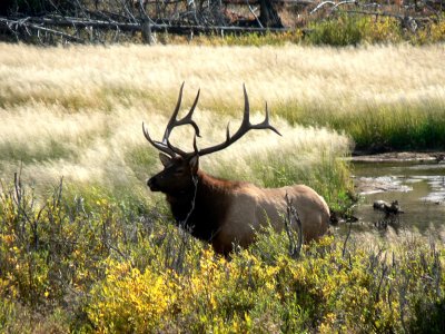 Bull Elk in RMNP.jpg