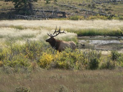 Bull Elk in RMNP 2.jpg
