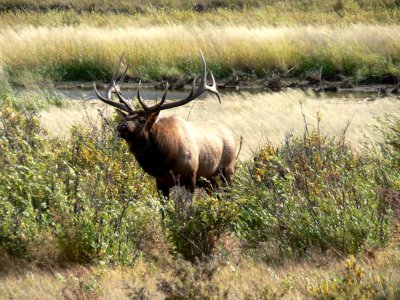 Bull Elk in RMNP 3.jpg