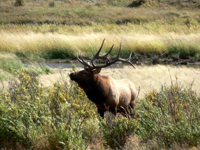 Bull Elk in RMNP 4.jpg