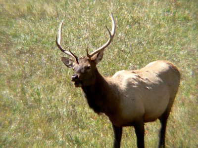 Bull Elk in RMNP 5.jpg
