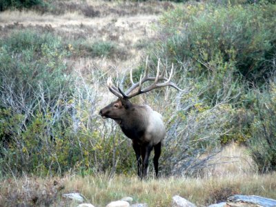 Bull Elk in RMNP 6.jpg