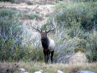 Bull Elk in RMNP 7.jpg