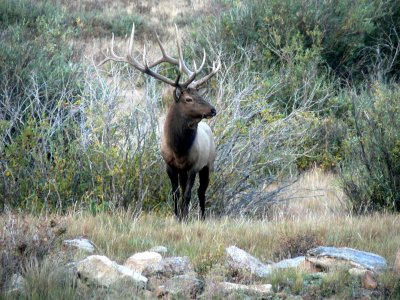 Bull Elk in RMNP 8.jpg