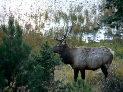 Bull Elk in RMNP 9.jpg