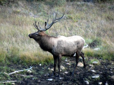 Bull Elk in RMNP 10.jpg
