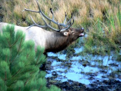 Bull Elk in RMNP 11.jpg