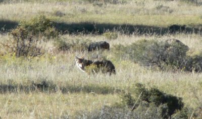 Coyote in RMNP.jpg
