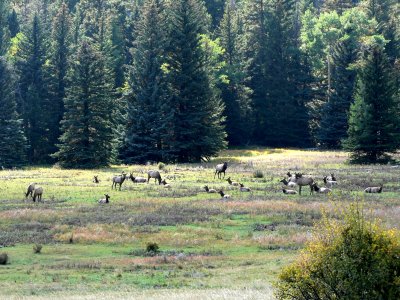 Elk in Rocky Mountain NP.jpg