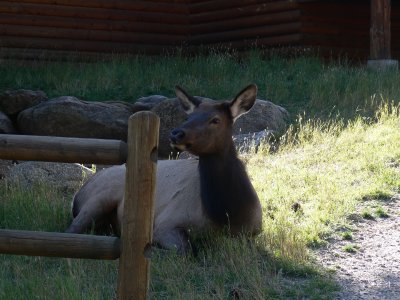 Female Elk in RMNP.jpg