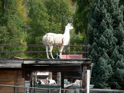 Llama in Aspen.jpg