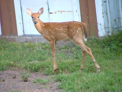 baby deer