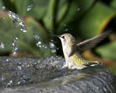 jacks hummingbird blooper-1.jpg