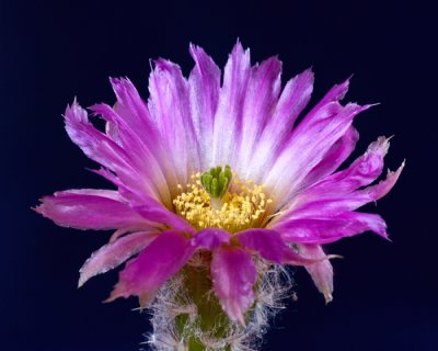 purple cactus bloom-4.jpg