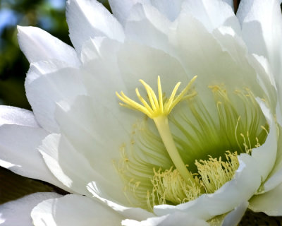 white cactus at Rios Caladonia.jpg